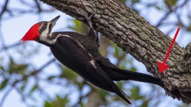 how to attract pileated woodpeckers

