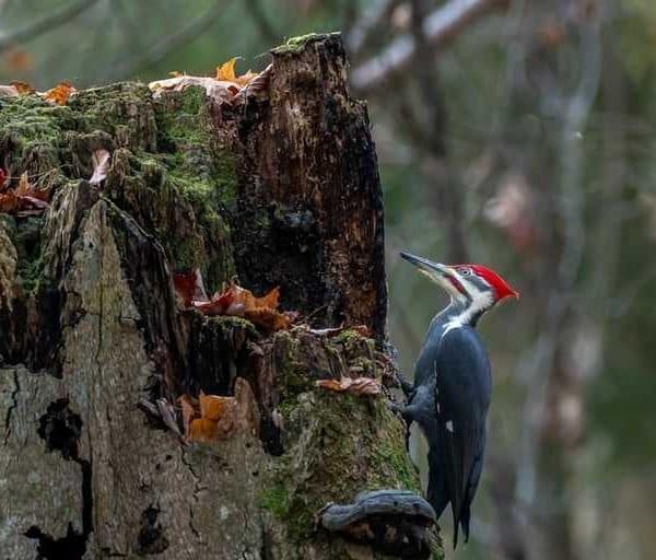 How To Attract Pileated Woodpeckers: 8 Guaranteed Ways