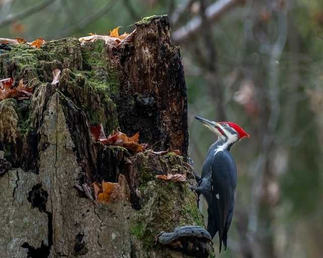 attract pileated woodpeckers to your yard