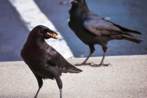 attracting crows to backyard