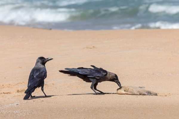 crows eating fish