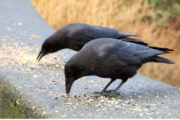 crows eating grains