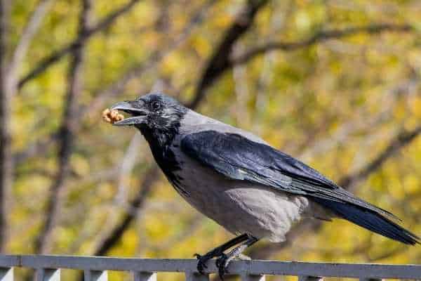 what do crows like to eat