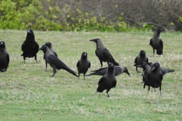 crows scavenging together