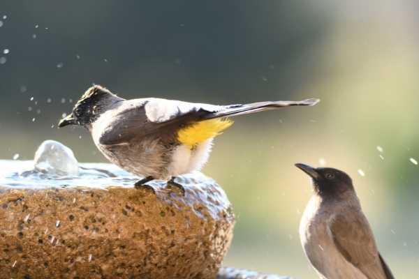 9 Best Heated Bird Baths & De-Icers:Why You Need One