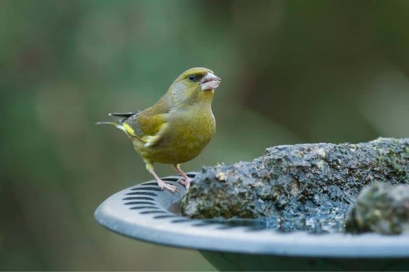 birdbath to attract yellow finches
