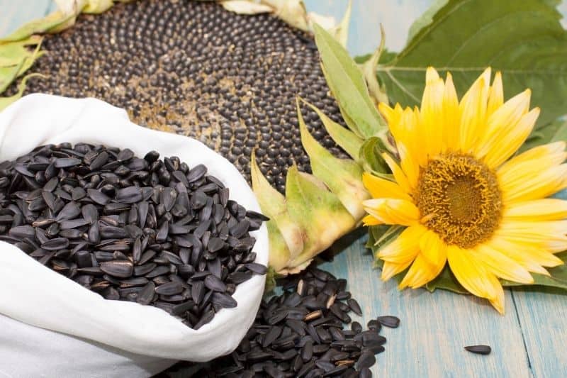 attracting finches with black oil sun flower seed