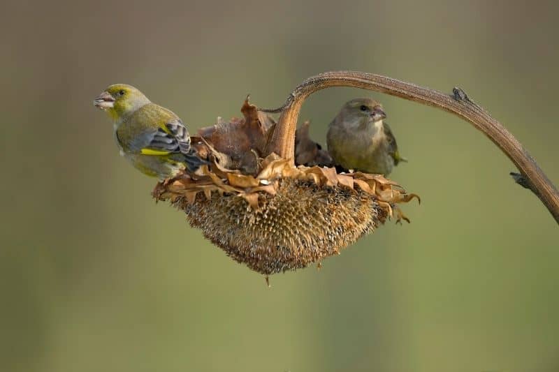 attracting goldfinches