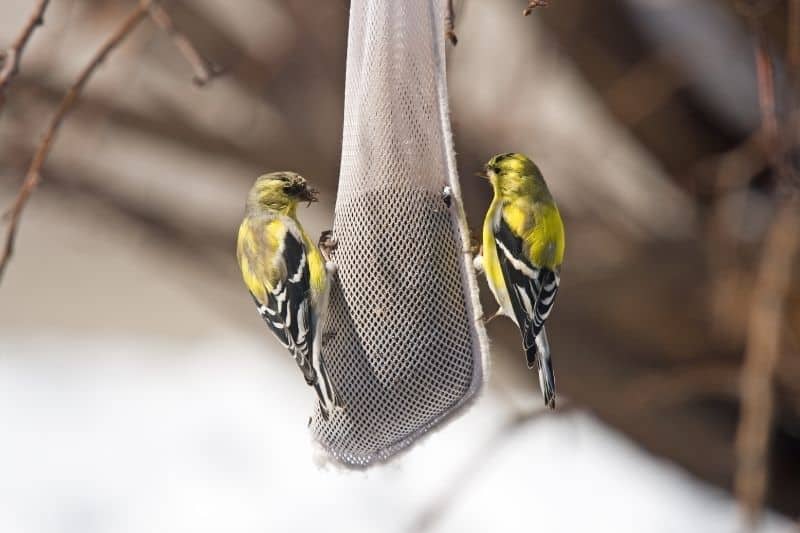finch sock to attract yellow finches
