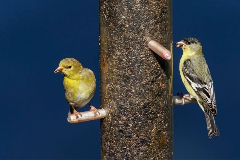 attracting yellow finches to your yard and garden