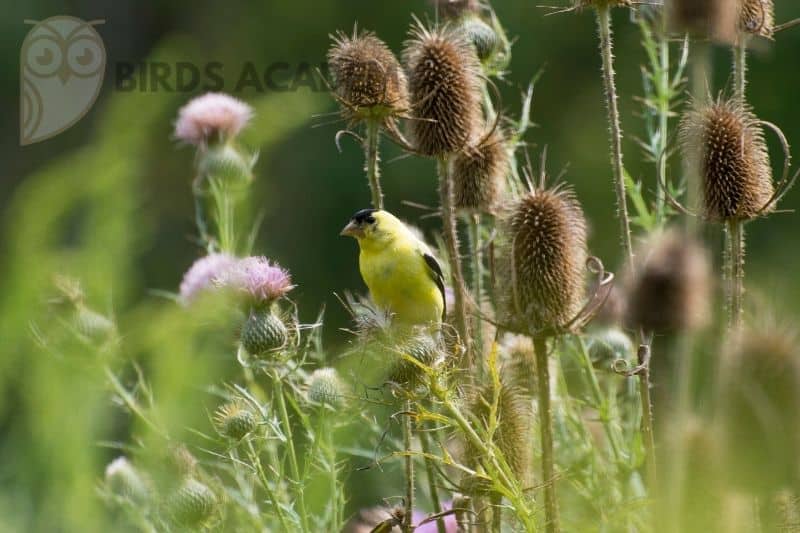 thistle to attract yellow finches