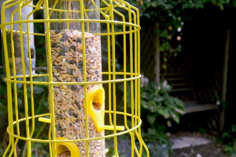 caged bird feeder