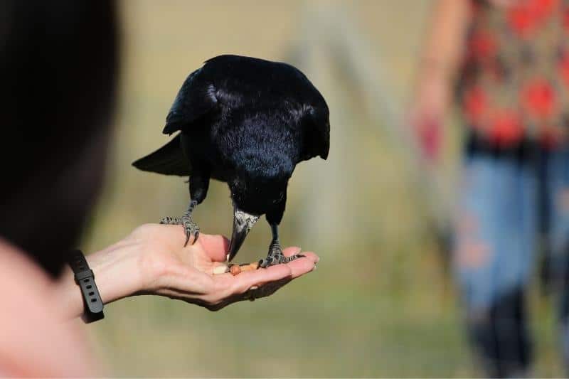 crow being hand fed