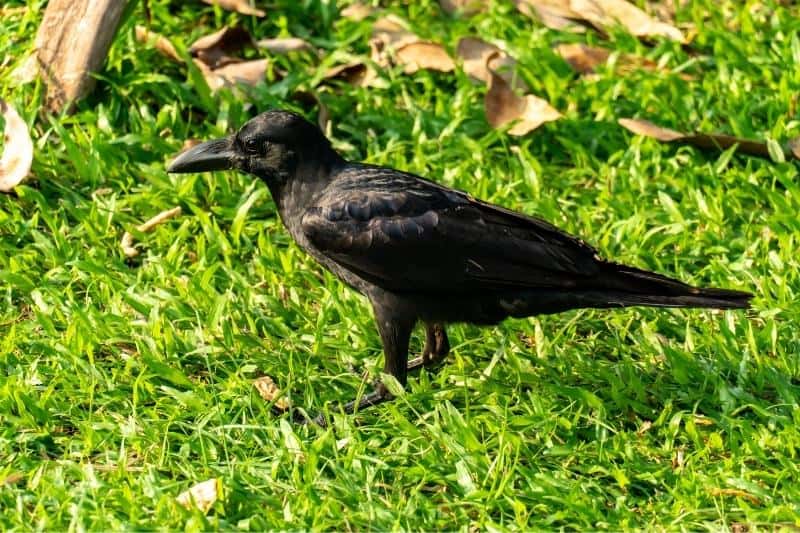 crow in lawn 