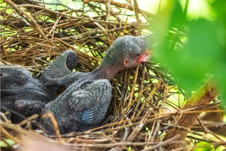 How To Keep Crows Away From Bird Feeders Clever Tips BirdsAcademy