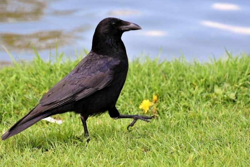 crow in backyard