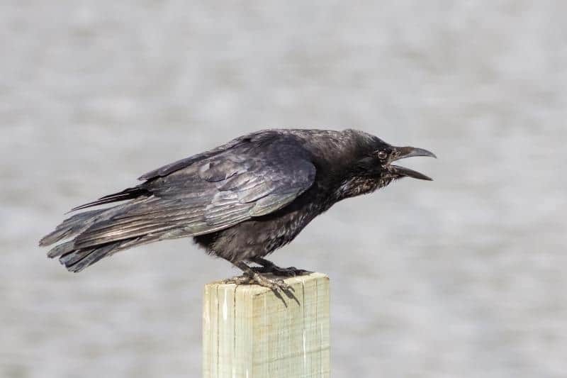loud noises to keep crows away from bird feeders
