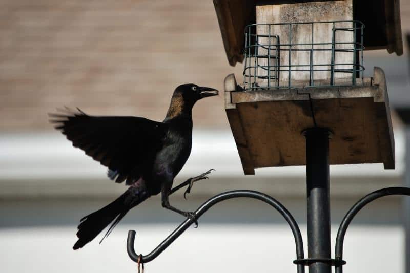 crow on bird feeder perch