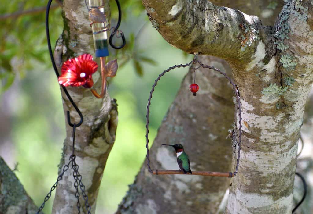 use tree branch hooks to hang bird feeders