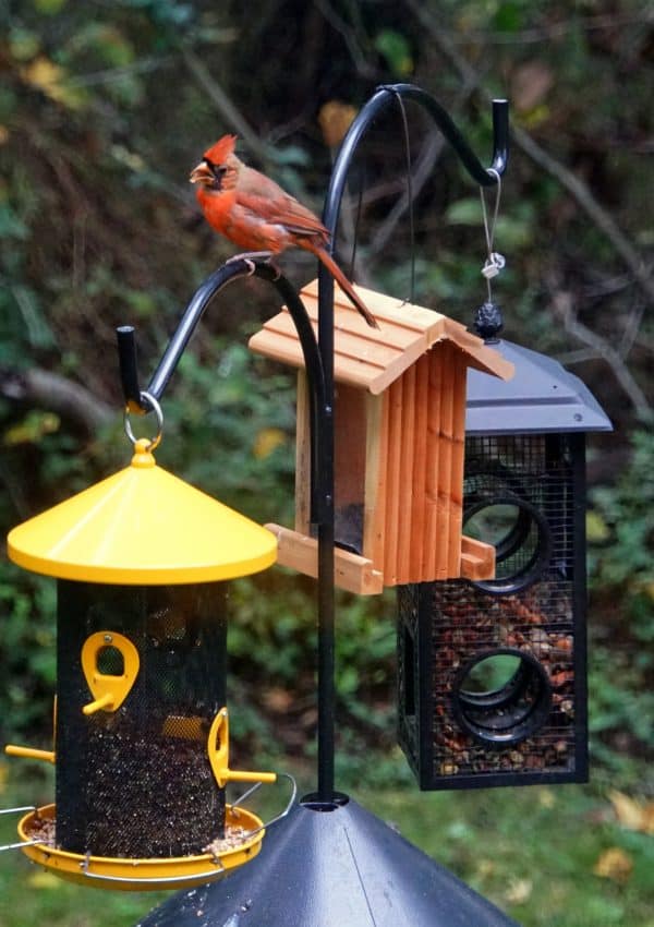 how to hang a bird feeder without a tree