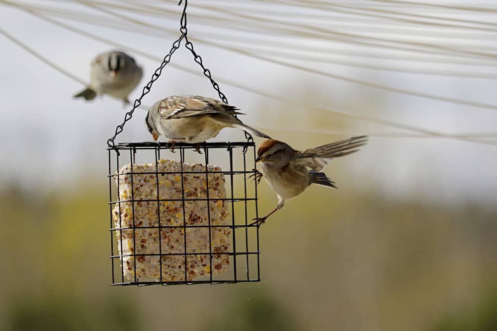 use wire or rope to hang birds feeders between two locations without a tree