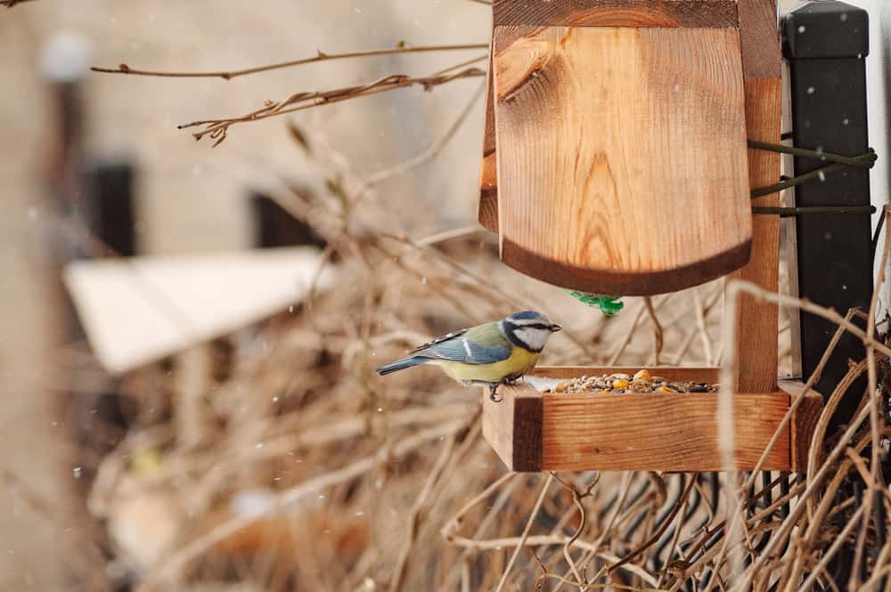 use backyard structures to hang bird feeders without a tree