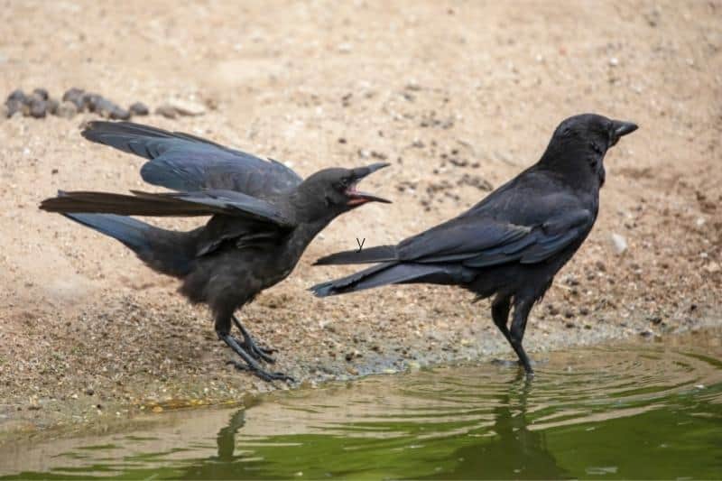 how to keep crows away from yard