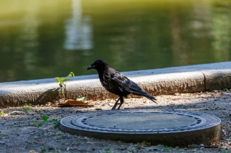 crow water sources