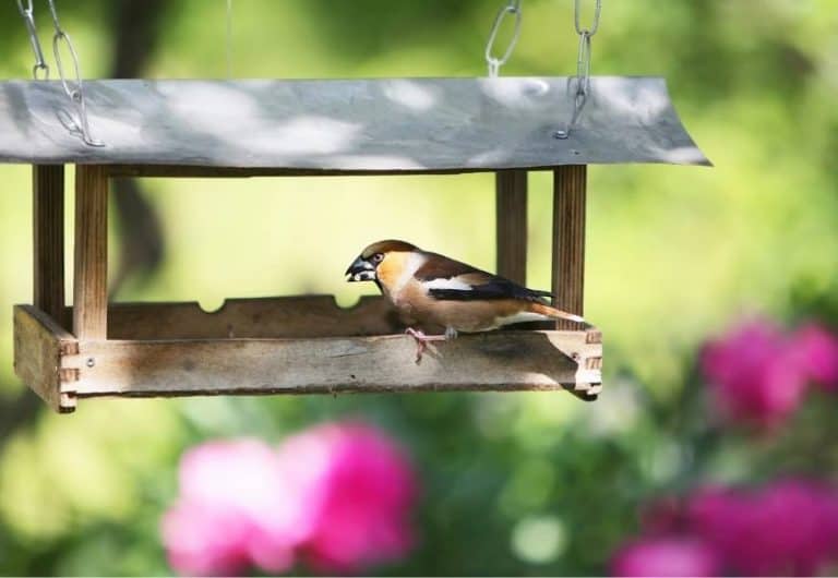 How To Hang A Bird Feeder Without A Tree? (Easy Alternatives