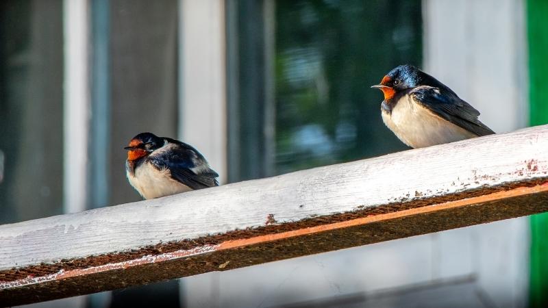 keeping your balcony clean to attracts birds 