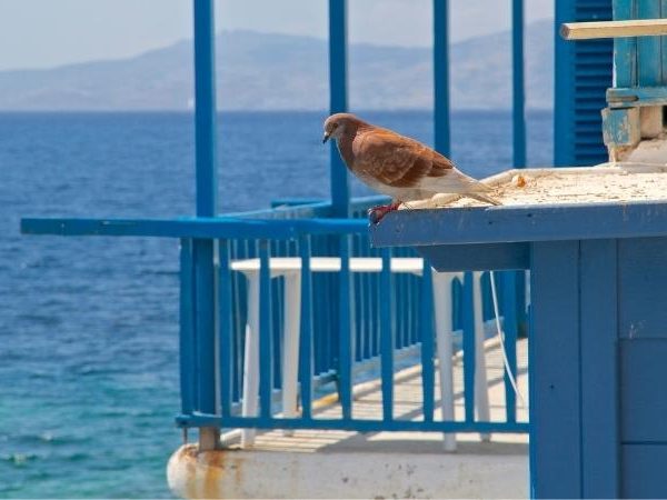 14 Tips To Easily Attract Birds To Your Balcony (2022)