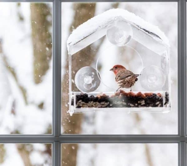 Learn How To Attract Birds To A Window Feeder In No Time