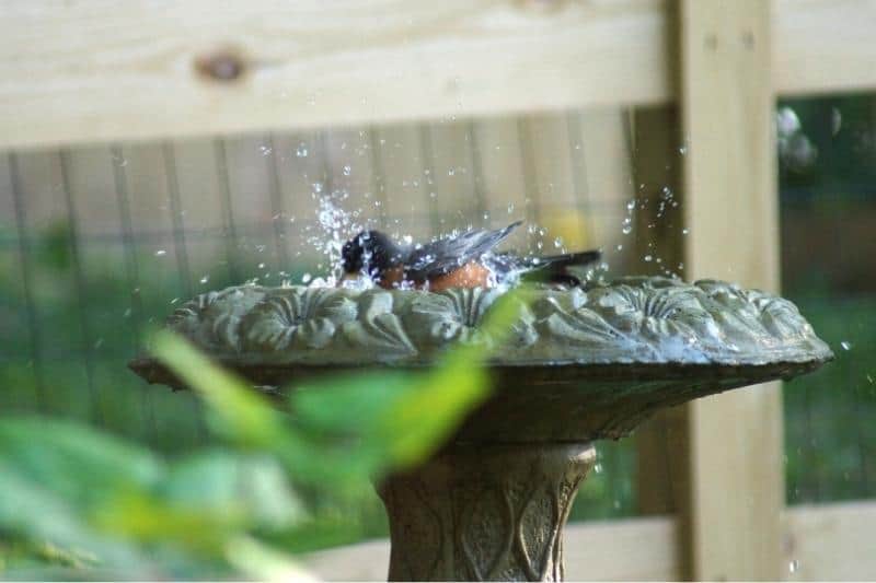 how to attract birds to your window feeder by adding a water source