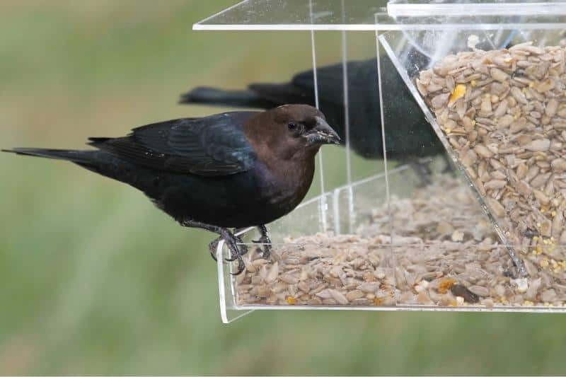 how to attract birds to your window feeder by keeping your feeder clean