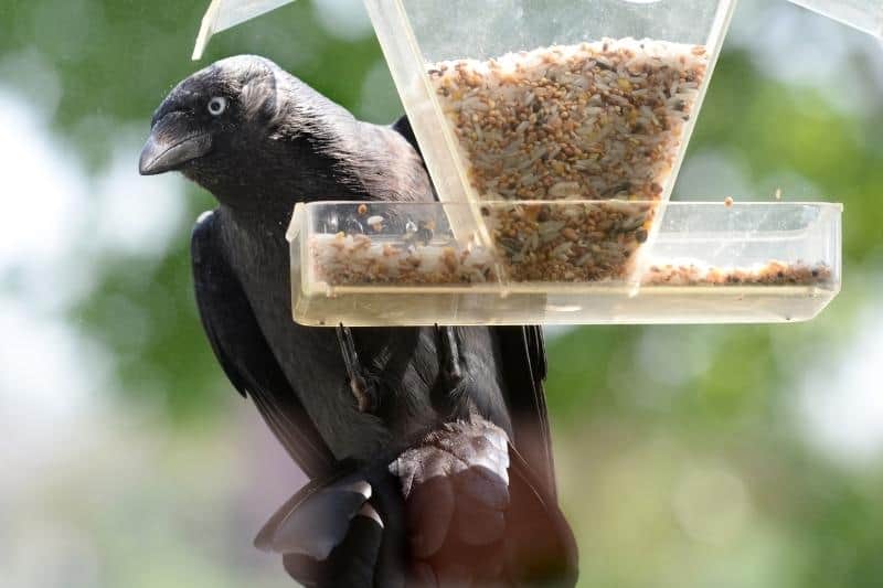 successful tips for a window feeder