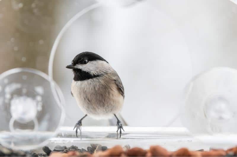 attract small birds with a window feeder