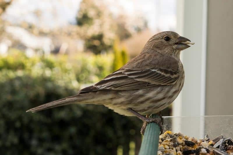 how to attract birds to a window feeder by using their favorite food