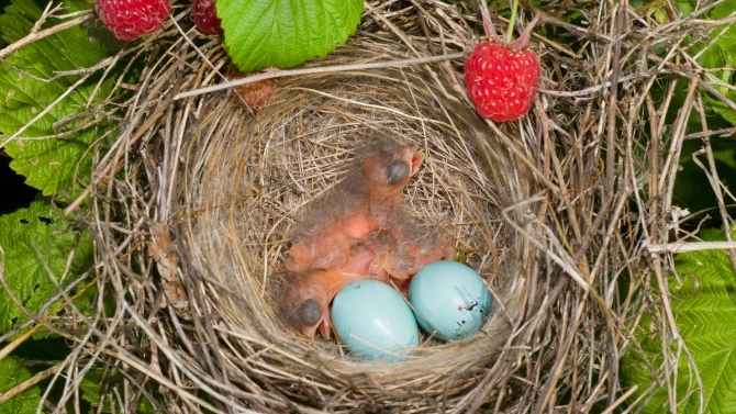 baby birds and bird eggs in a nest