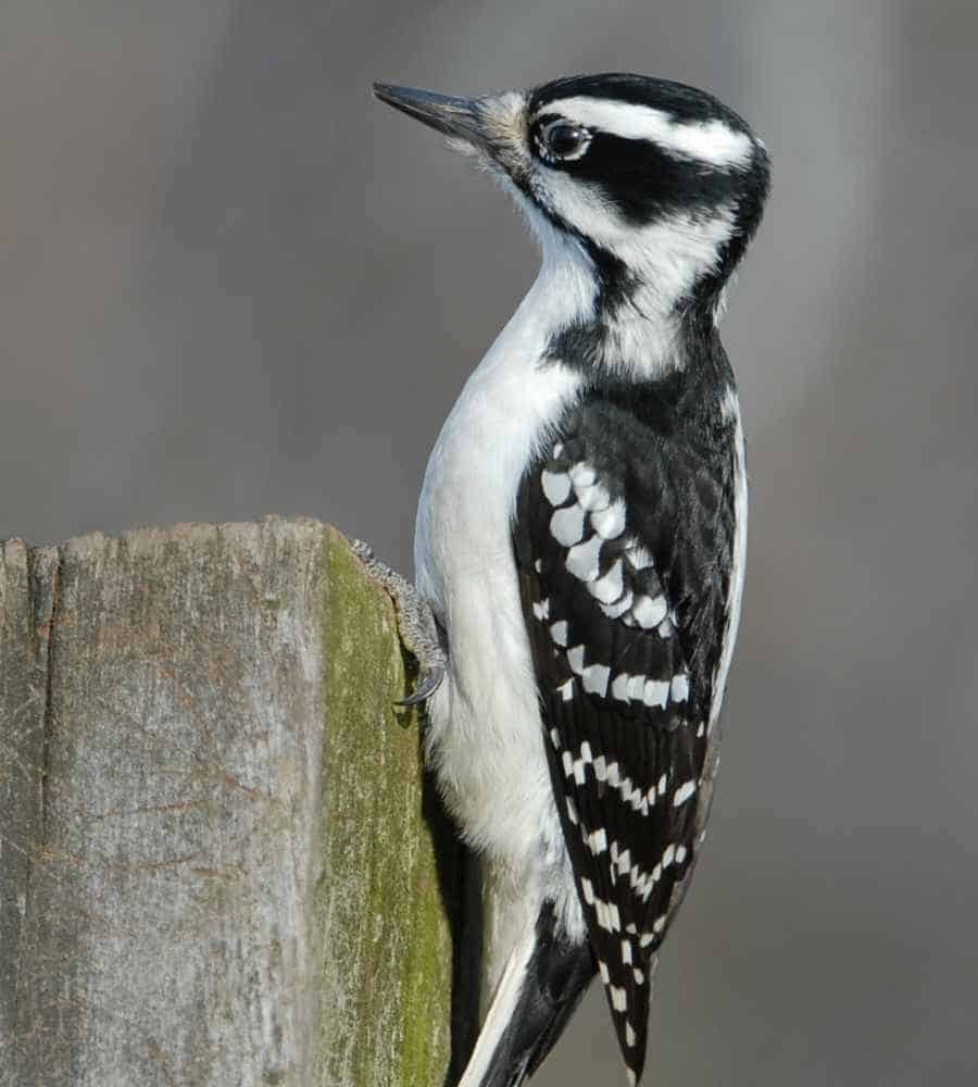 female hairy woodpecker 