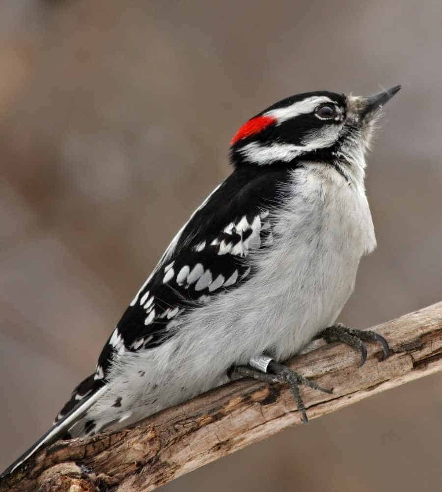 Eastern Male Downy woodpecker 