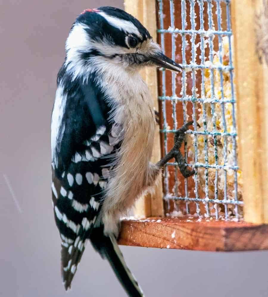 Pacific Male Downy woodpecker 