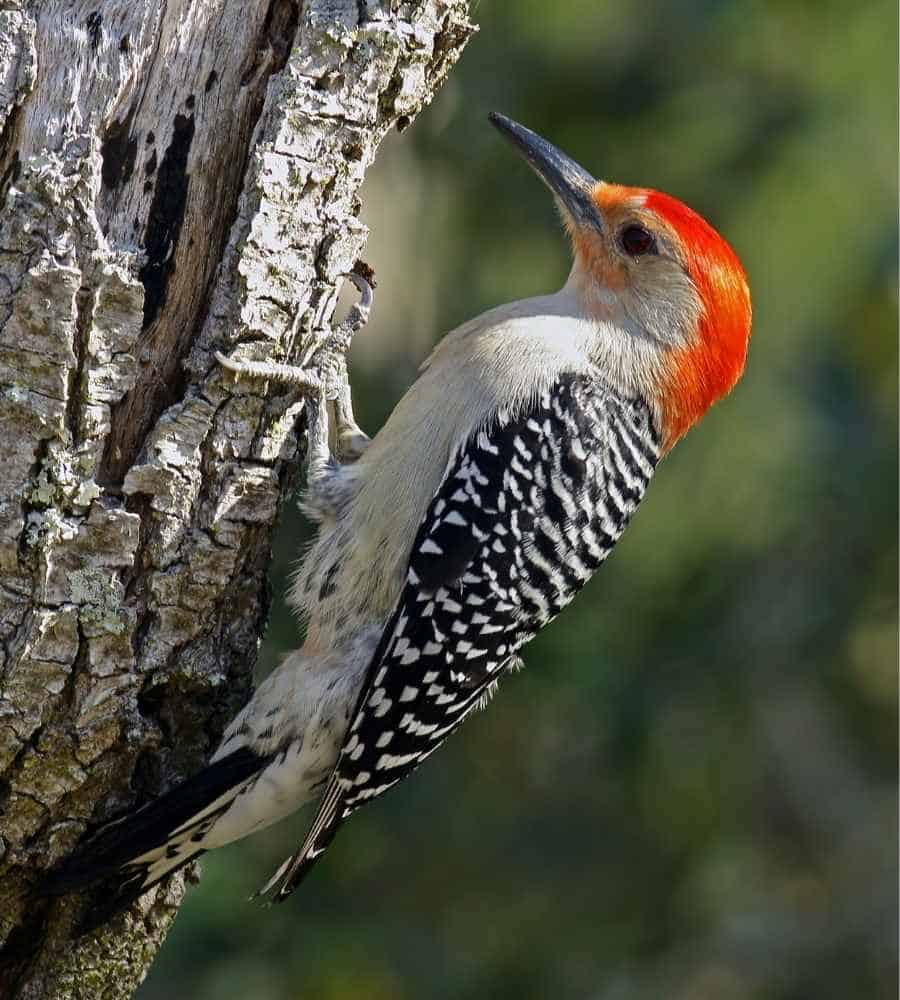 Male Red-bellied woodpecker