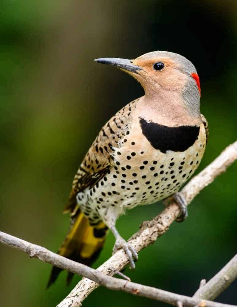 Female Yellow-shafted Northern Flicker in Georgia
