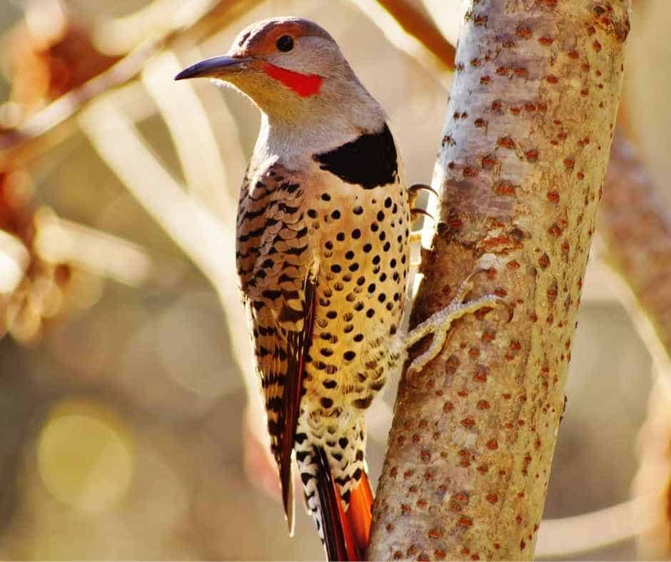 Male Red-shafted Northern Flicker