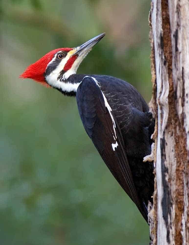 Male Pileated Woodpecker in Georgia