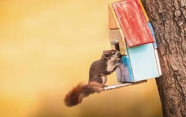 squirrel on birdhouse