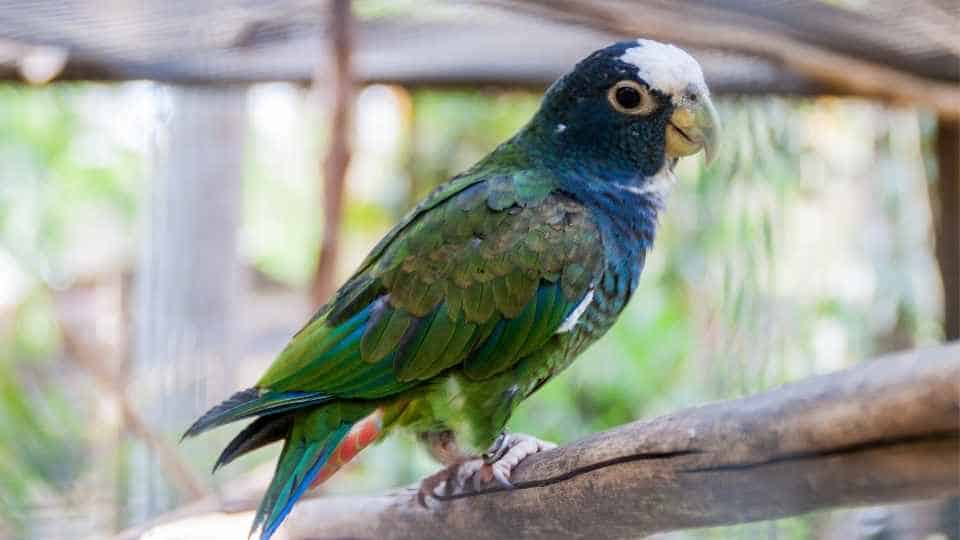 pionus parrot as a beginner pet bird
