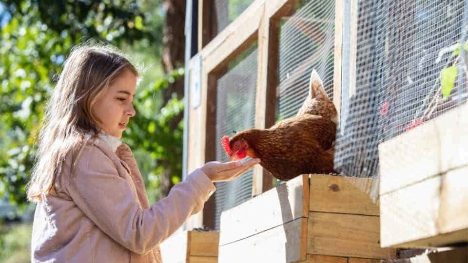 a girl feeding a pet chicken