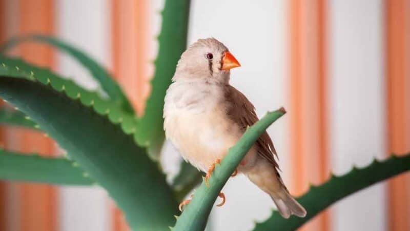 Best birds for beginners