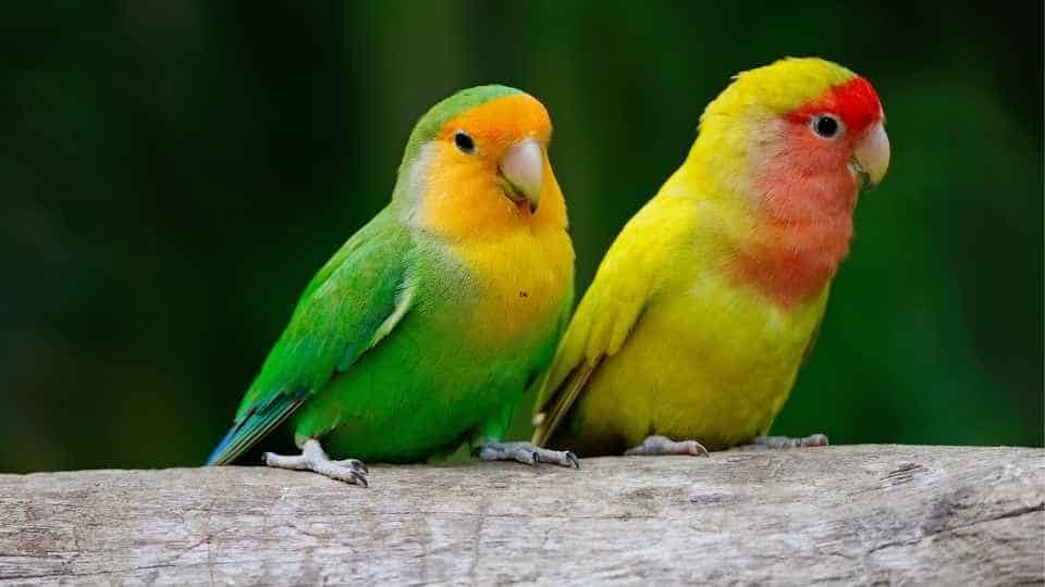 lovebirds as pets 